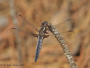 Ladona deplanata, female